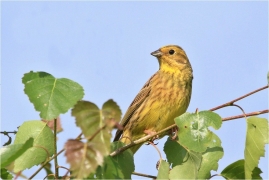 <p>STRNAD OBECNÝ (Emberiza citrinella) ----- /Yellowhammer – Goldammer/</p>